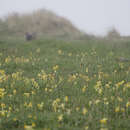 Слика од Primula veris subsp. veris