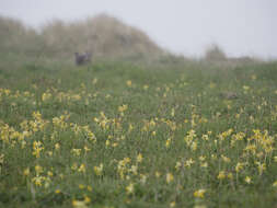 Image of Primula veris subsp. veris