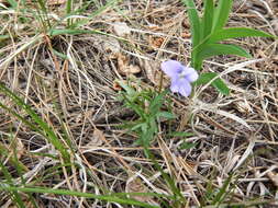 Image of prairie violet