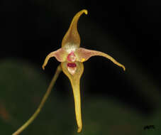 Imagem de Pleurothallis dunstervillei Foldats