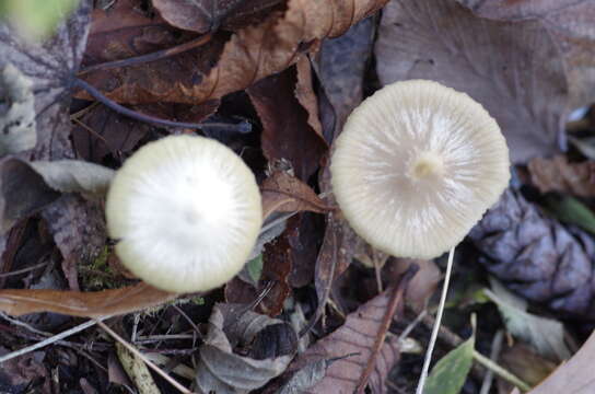 Image of Entoloma pleopodium (Bull.) Noordel. 1985