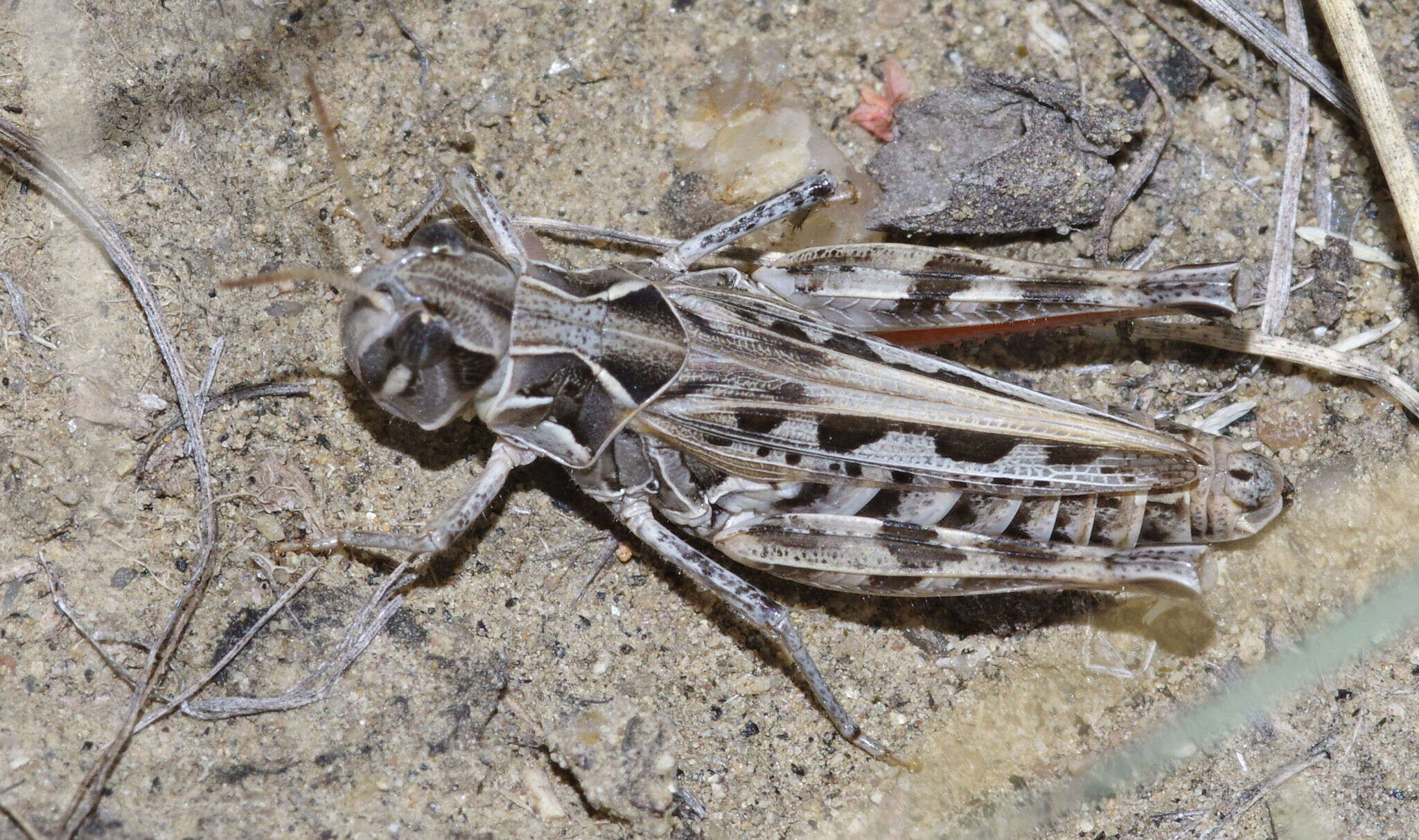 Image of Four-spotted Grasshopper