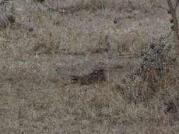 Image of Dusky Nightjar