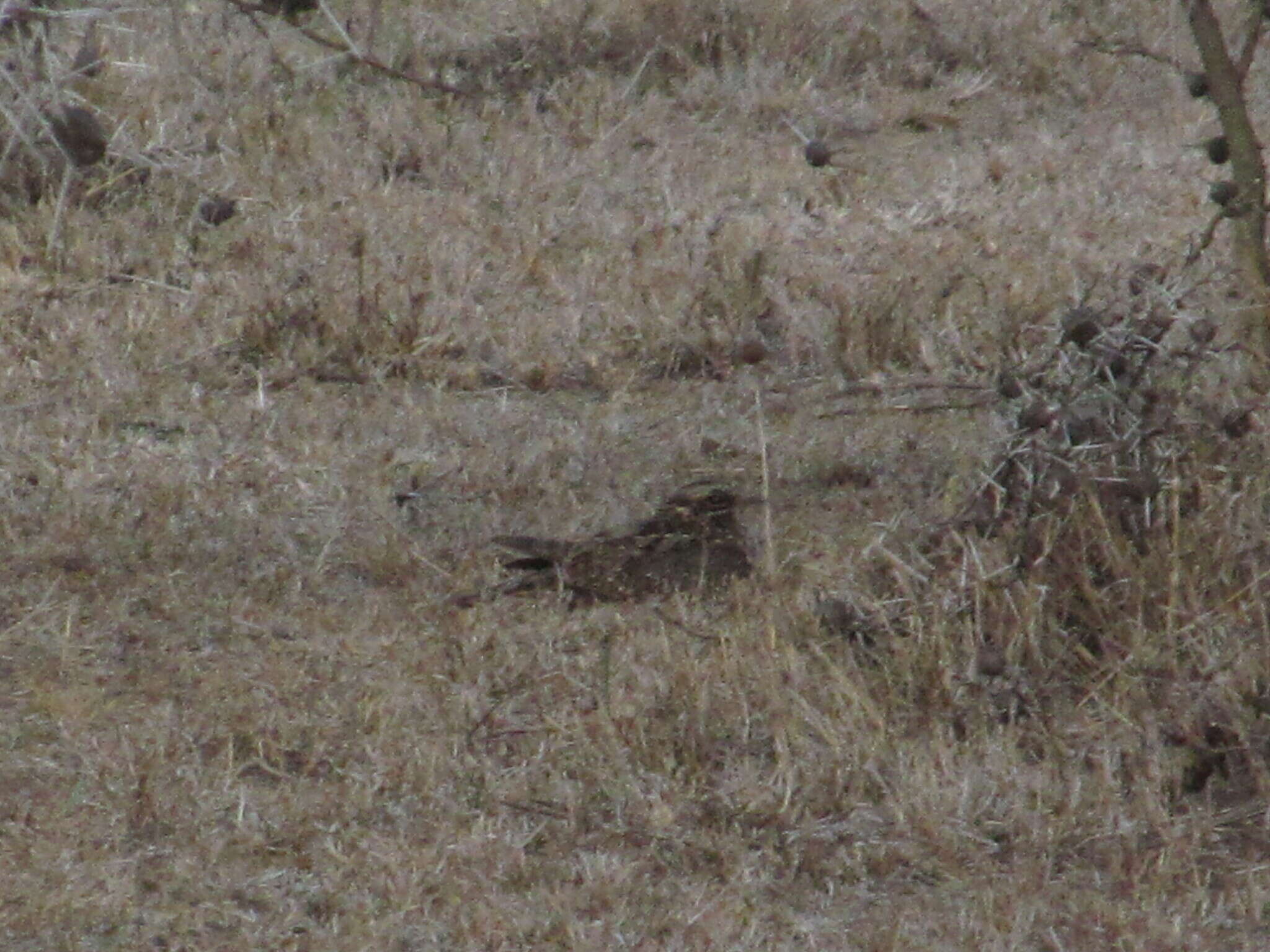 Image of Dusky Nightjar