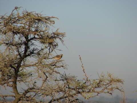 Image of Many-colored Chaco Finch