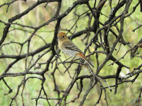 Knipolegus striaticeps (d'Orbigny & Lafresnaye 1837)的圖片