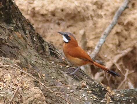 Image of White-whiskered Spinetail