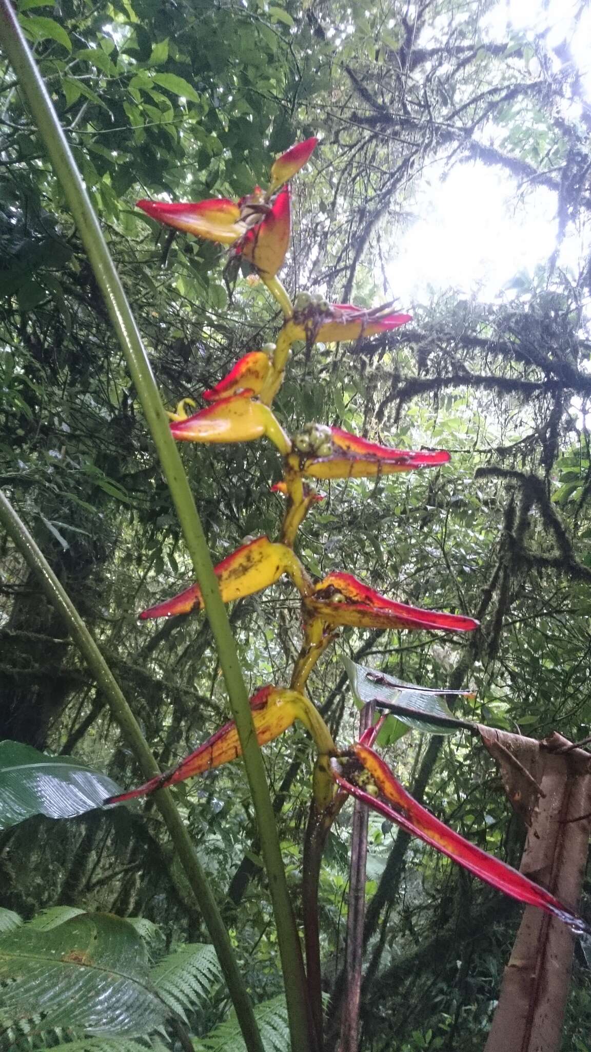 Image of Heliconia tortuosa Griggs