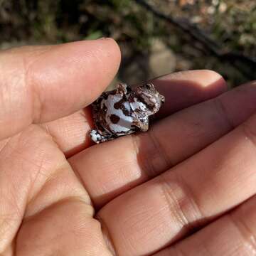 Image of Bibron’s Toadlet