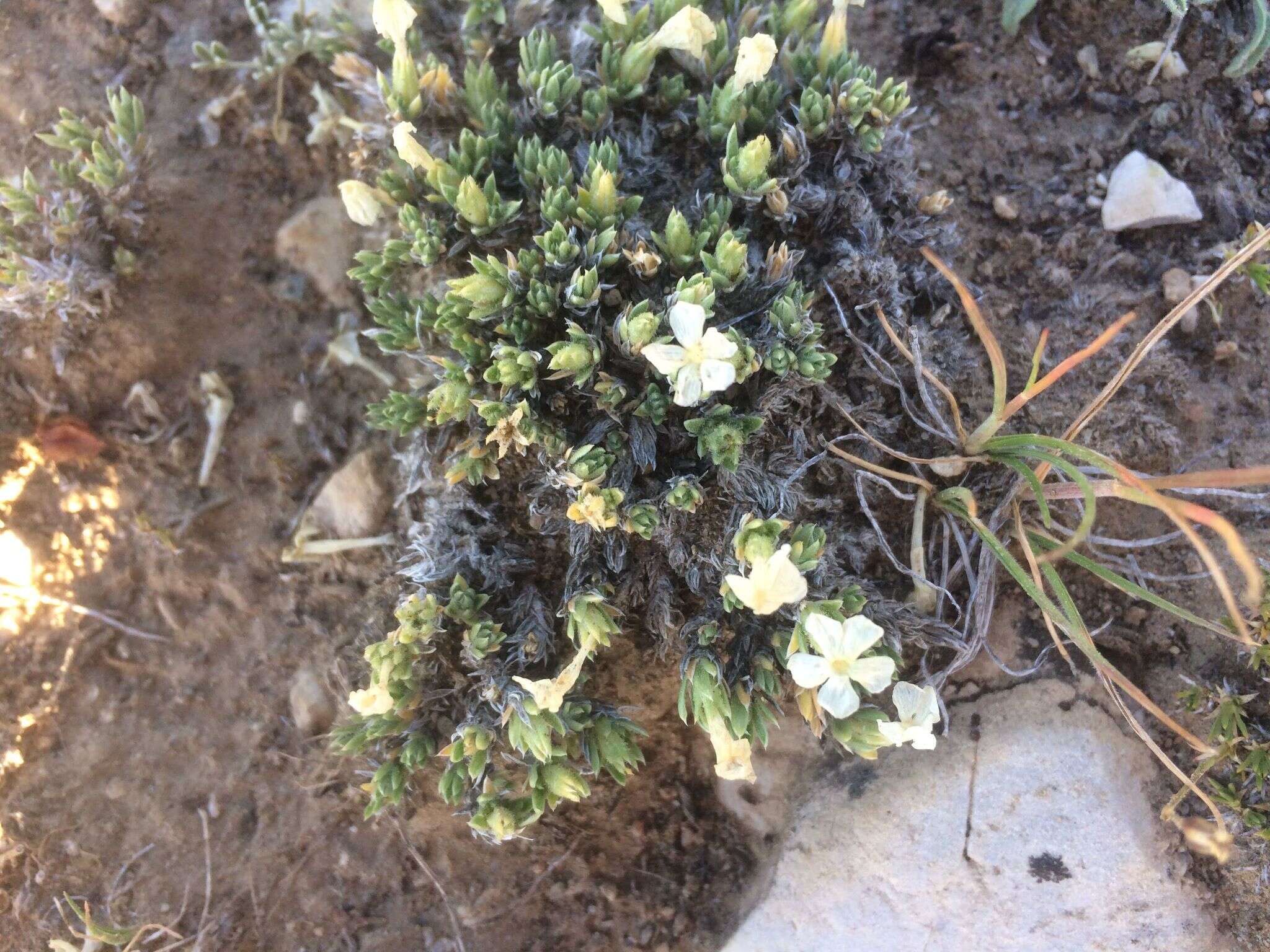 Image of dwarf phlox