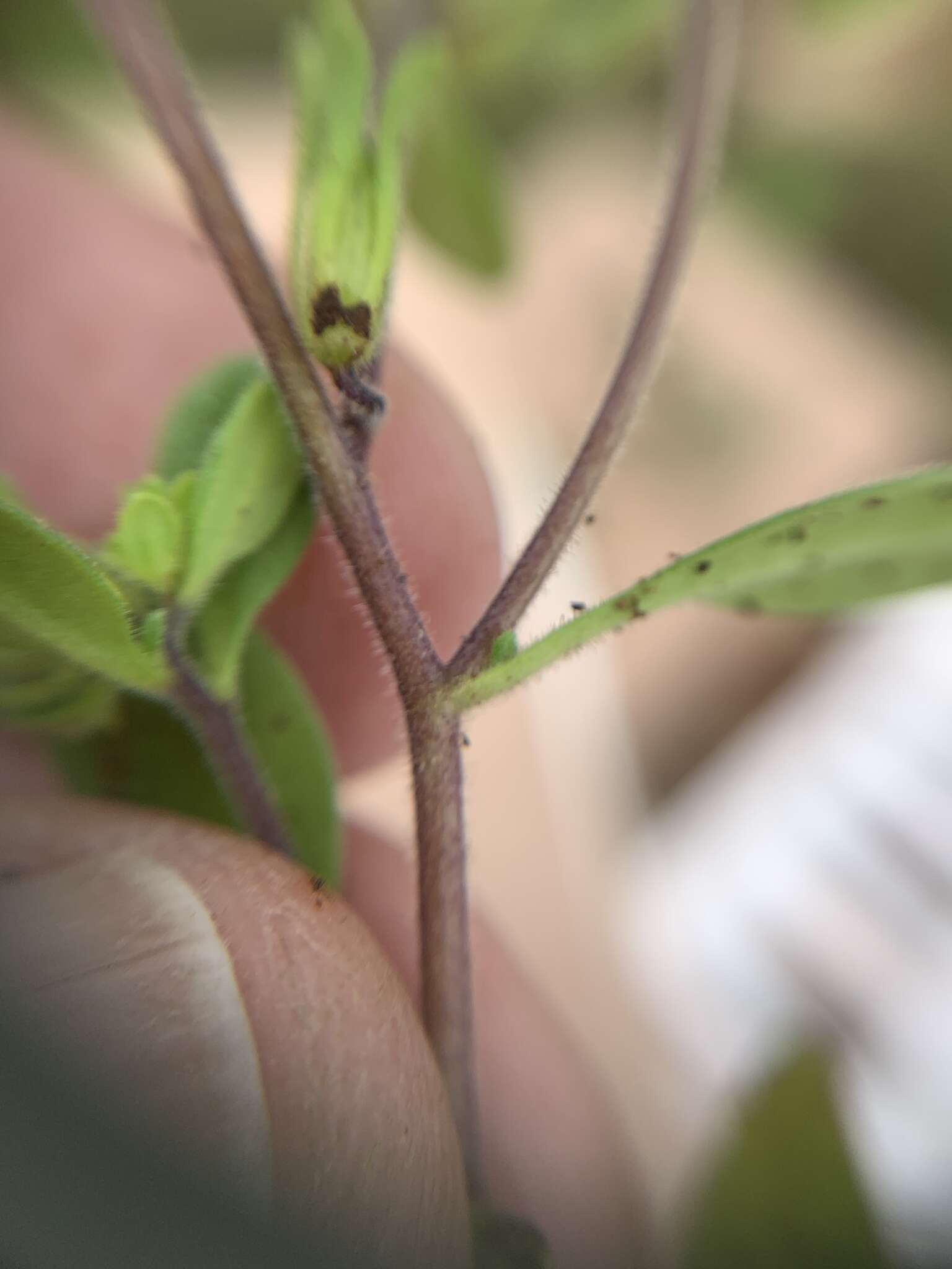 Plancia ëd Nama dichotoma var. chasmogama