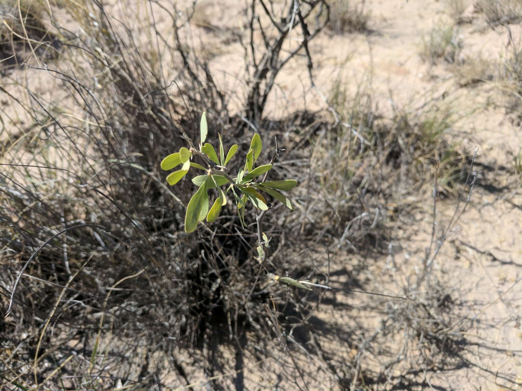 Image of pale desert-thorn