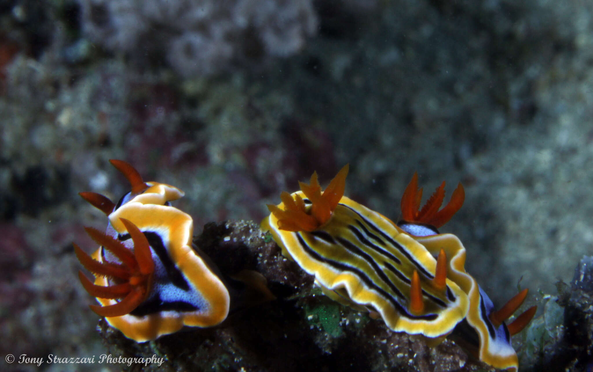 Image of Chromodoris colemani Rudman 1982