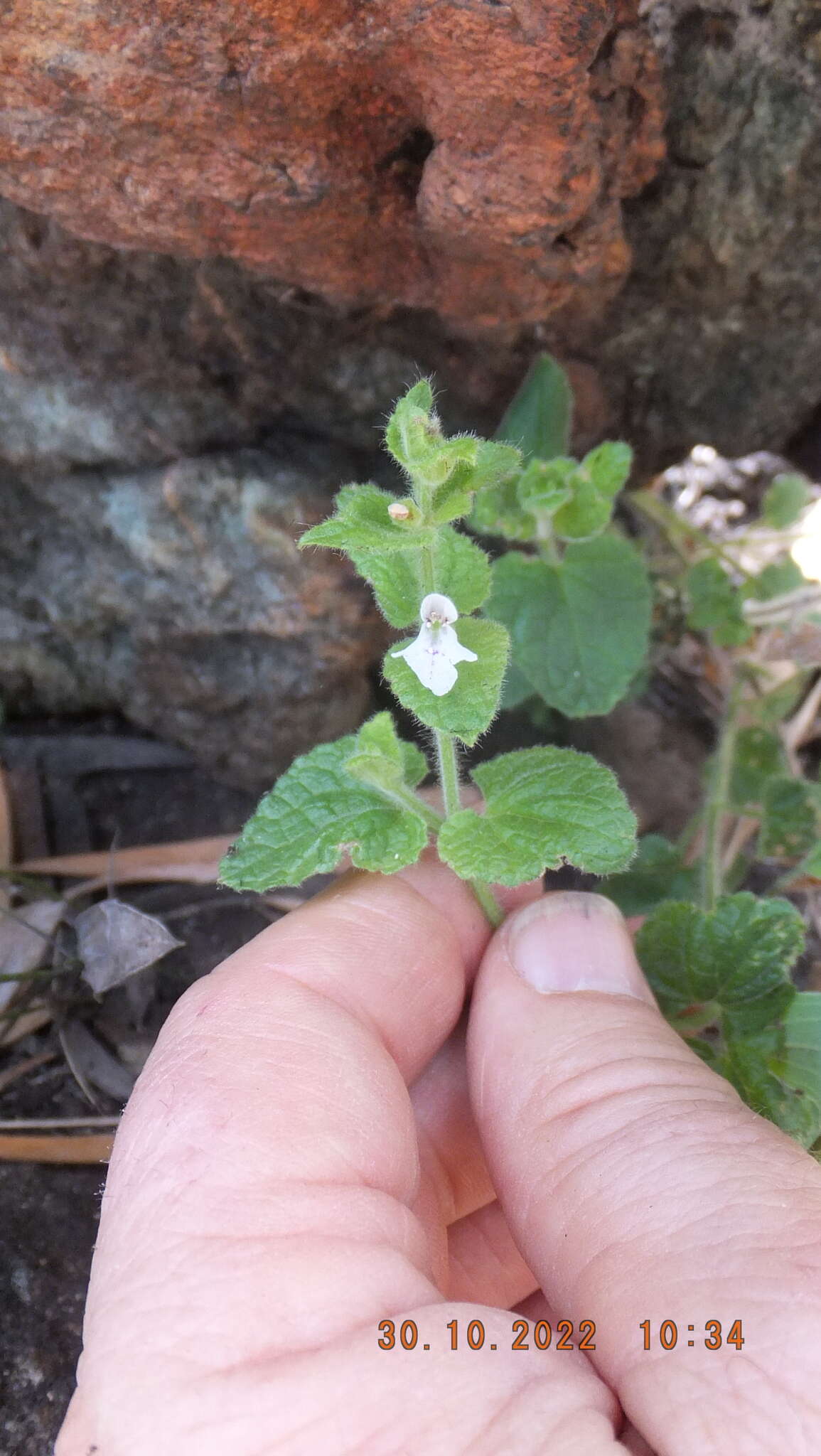 Imagem de Stachys natalensis Hochst.