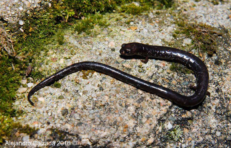 Imagem de Pseudoeurycea orchimelas (Brodie, Mendelson & Campbell 2002)