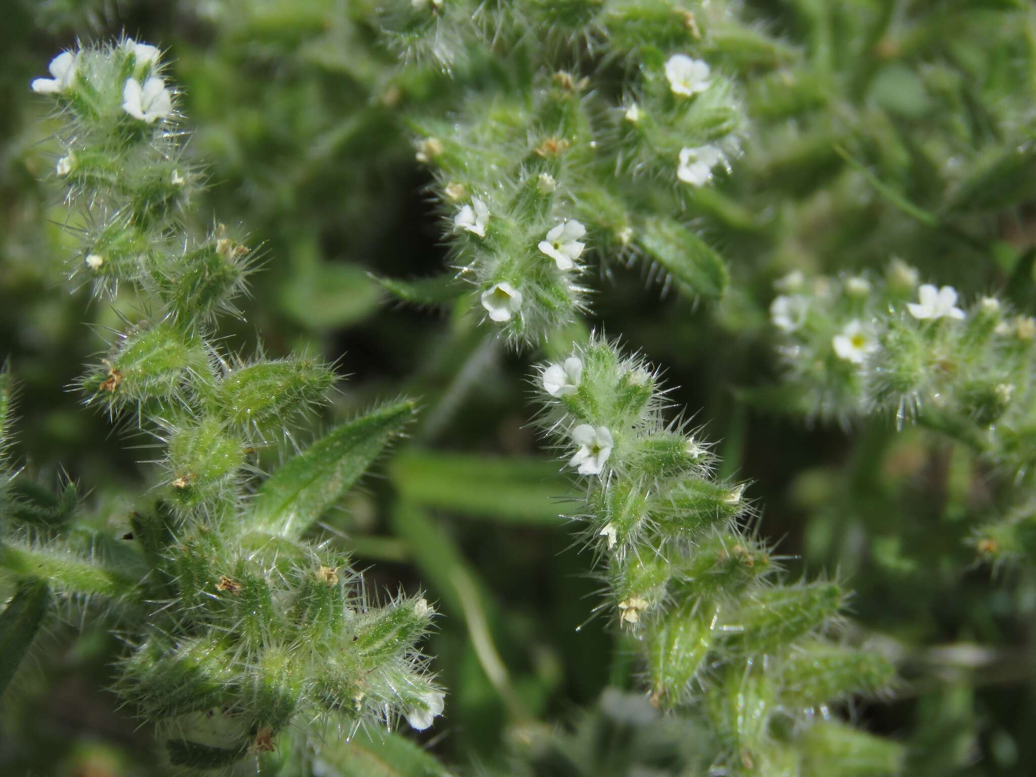 Plancia ëd Cryptantha crassisepala (Torr. & Gray) Greene