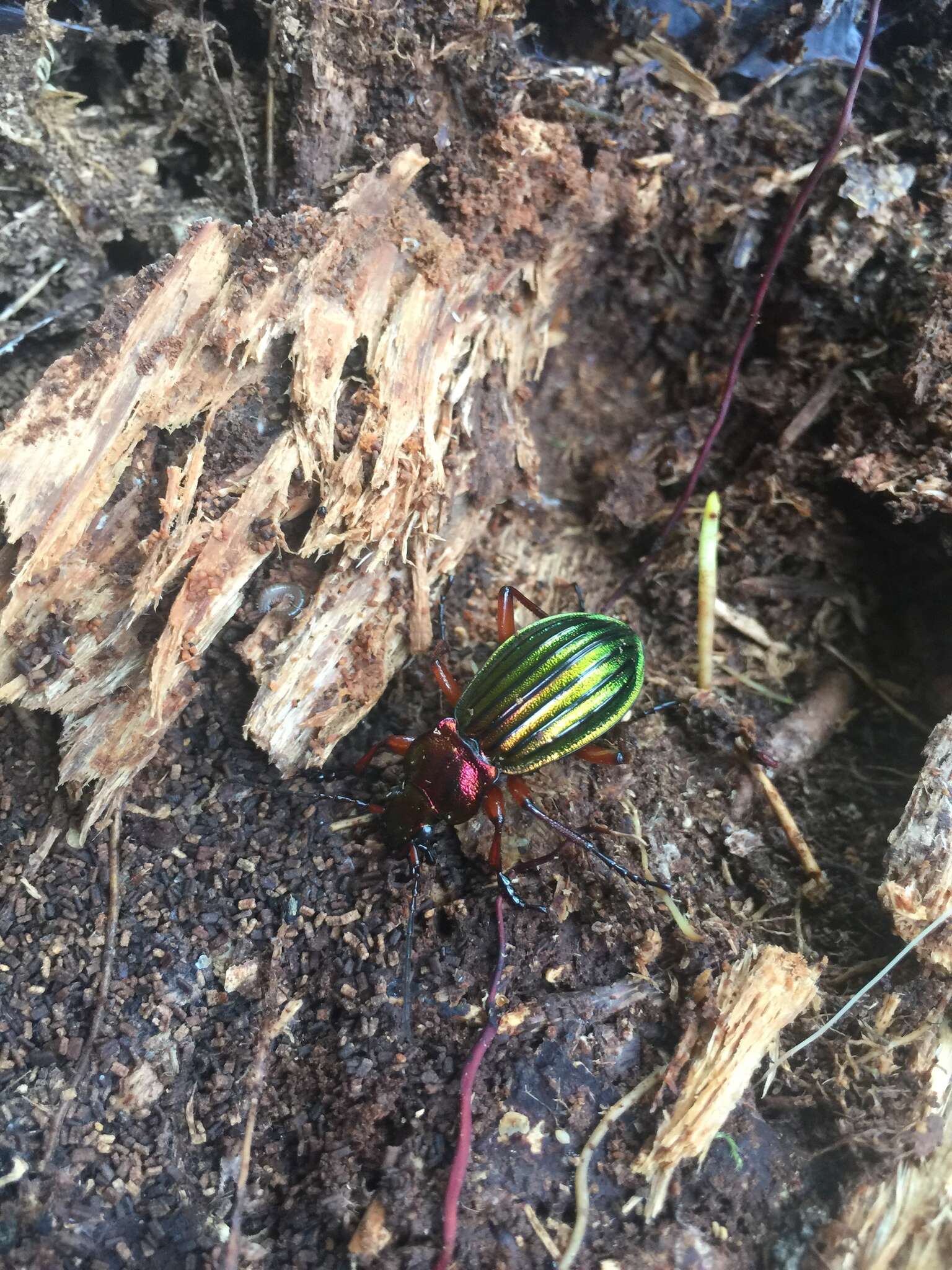 Carabus (Chrysocarabus) auronitens Fabricius 1792 resmi