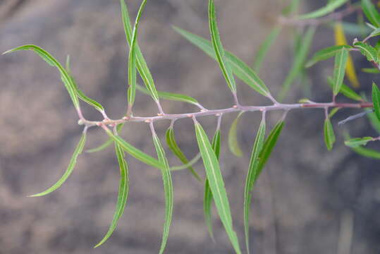 Image of Salix mucronata subsp. woodii (Seemen) Immelman