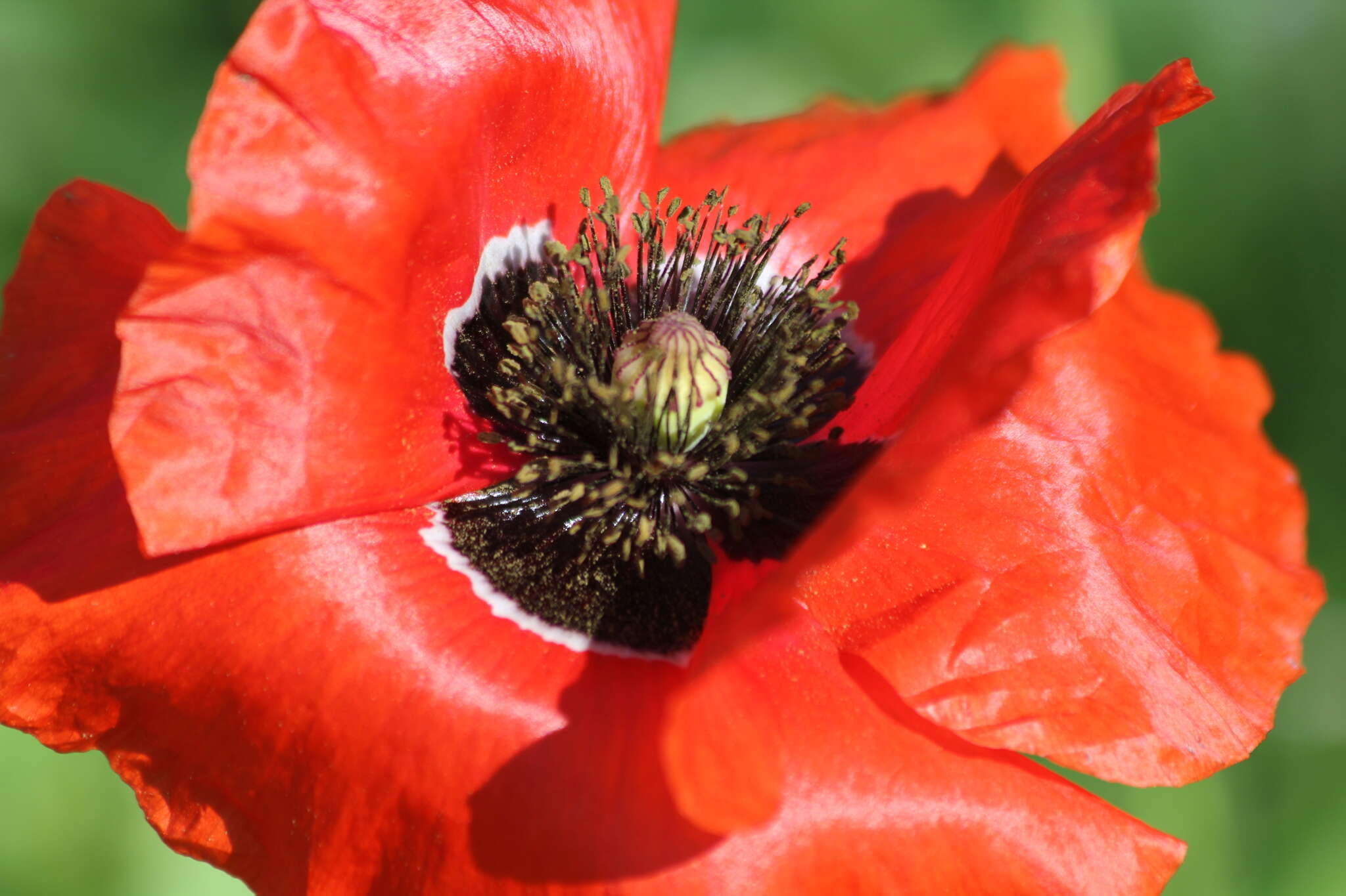 Image of corn poppy