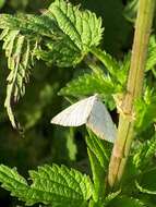 Polypogon tentacularia Linnaeus 1758的圖片