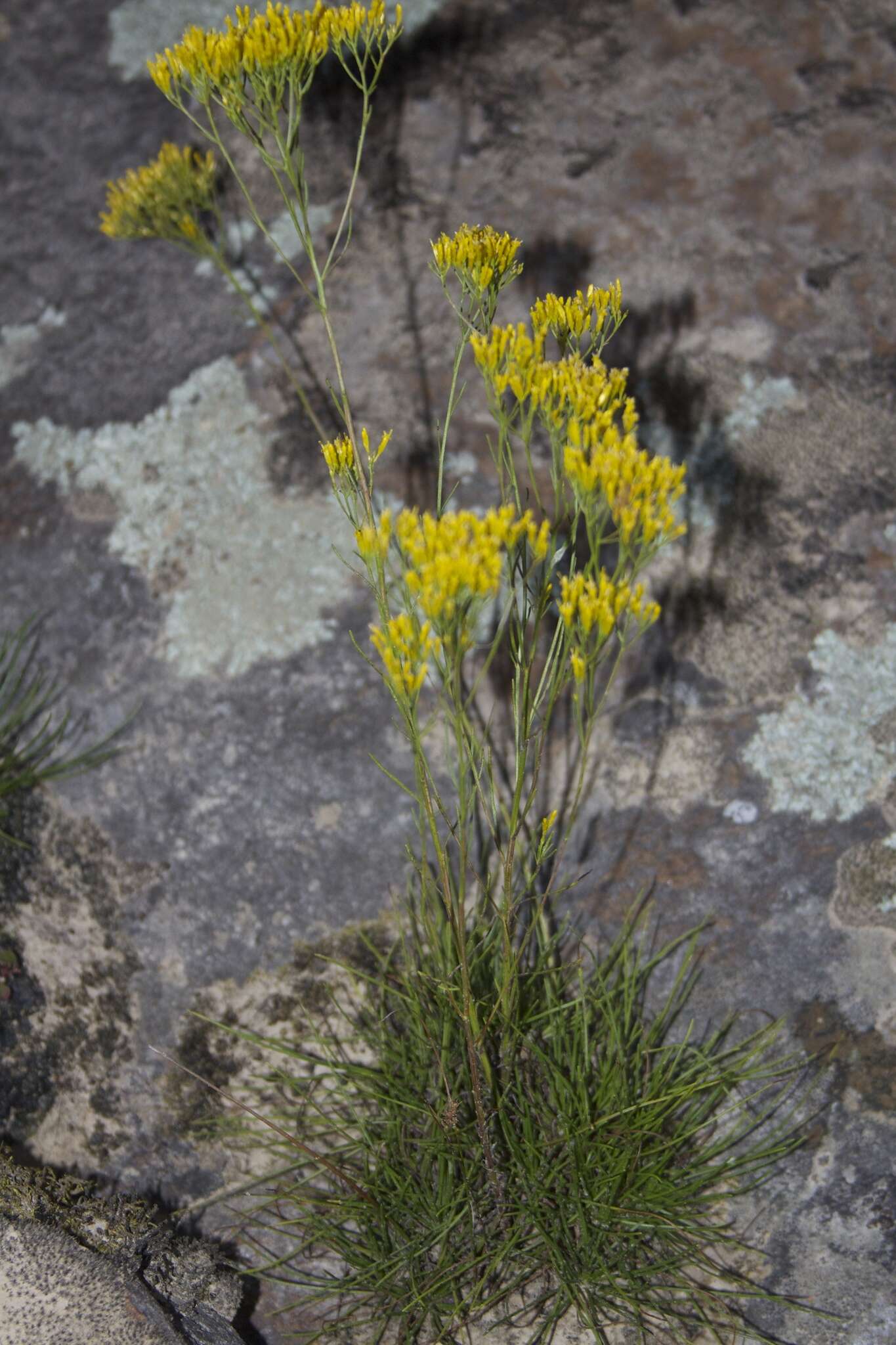 Image of Nuttall's rayless goldenrod