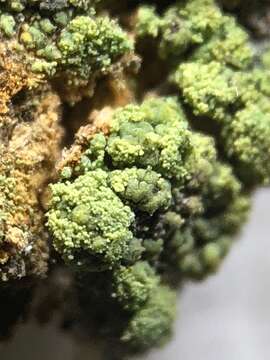 Lecanora epanora (Ach.) Ach. resmi