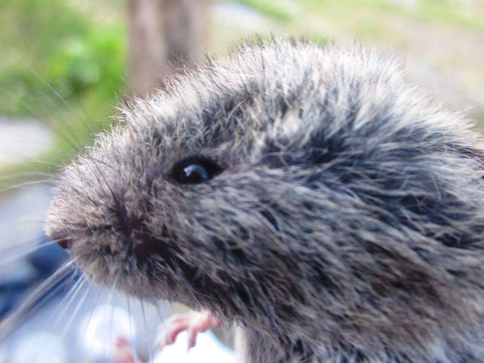 Image of European Snow Vole