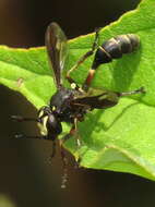 Image of Physocephala furcillata (Williston 1882)