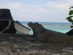 صورة Cyclura stejnegeri (Barbour & Noble 1916)