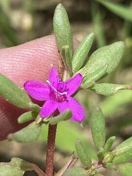 Image of Sesuvium sesuvioides (Fenzl) Verdcourt