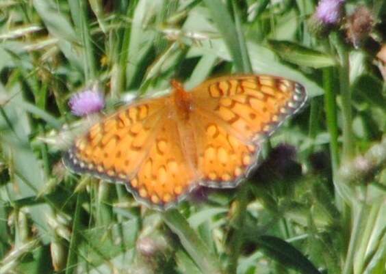 Image of Edwards' Fritillary