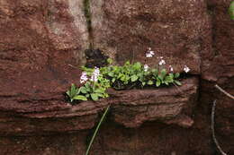 Plancia ëd Stenoglottis macloughlinii (L. Bolus) G. McDonald ex J. M. H. Shaw