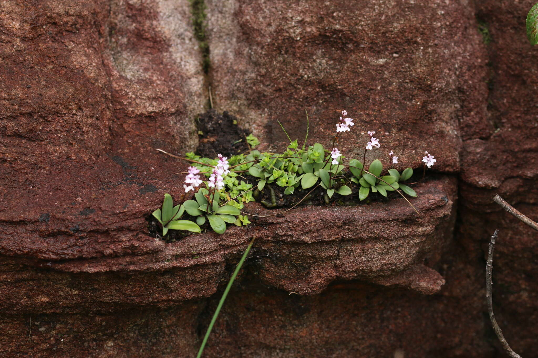 Image of Stenoglottis macloughlinii (L. Bolus) G. McDonald ex J. M. H. Shaw