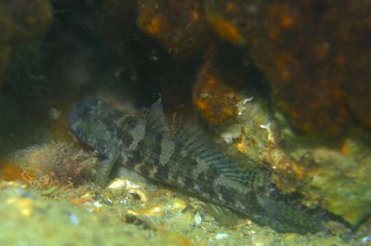 Image of Frayedfin goby