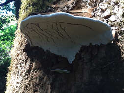 Image of Artist's fungus