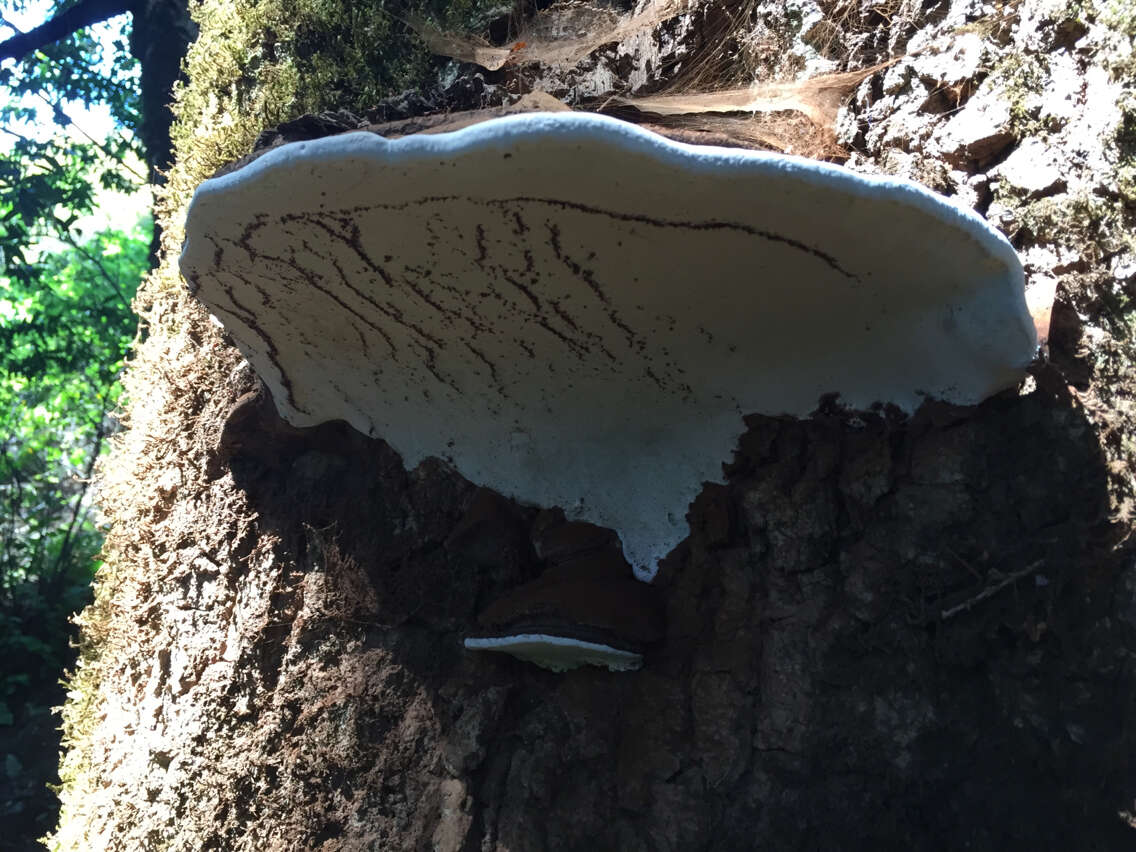 Image of Artist's fungus