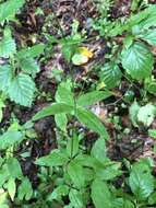 Imagem de Galium lanceolatum (Torr. & A. Gray) Torr.