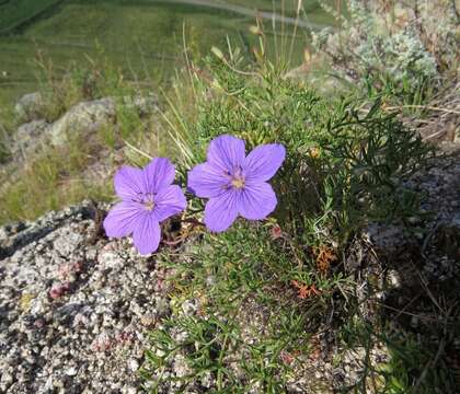 Imagem de Erodium tataricum Willd.