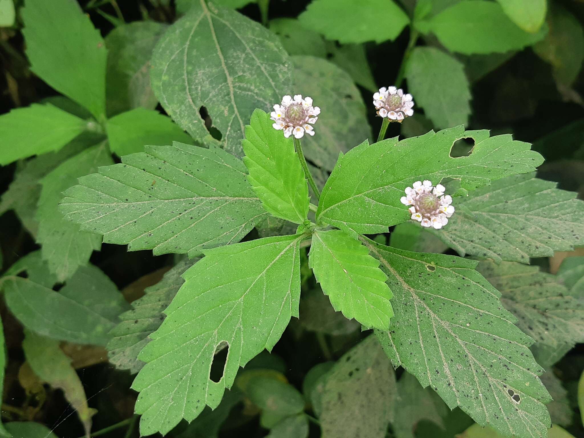 Imagem de Phyla nodiflora var. reptans (Kunth) Moldenke