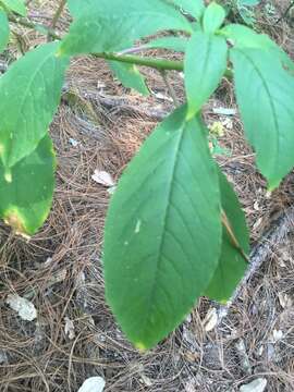 Image of Phytolacca rugosa A. Br. & Bouche