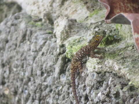 Image of Mysore Day Gecko