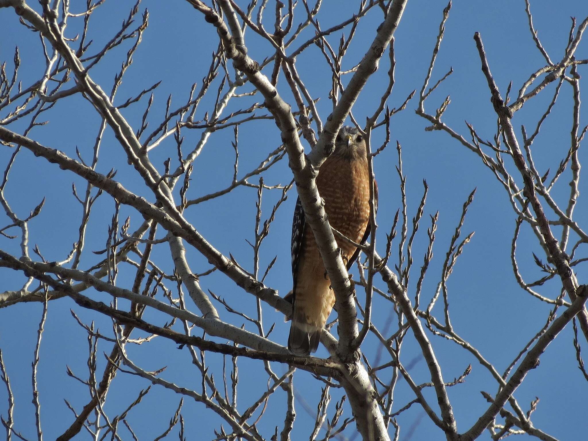 Image of Red-shouldered Hawk