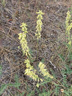 Image of hillside milkvetch