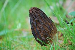 Image of Morchella angusticeps Peck 1887