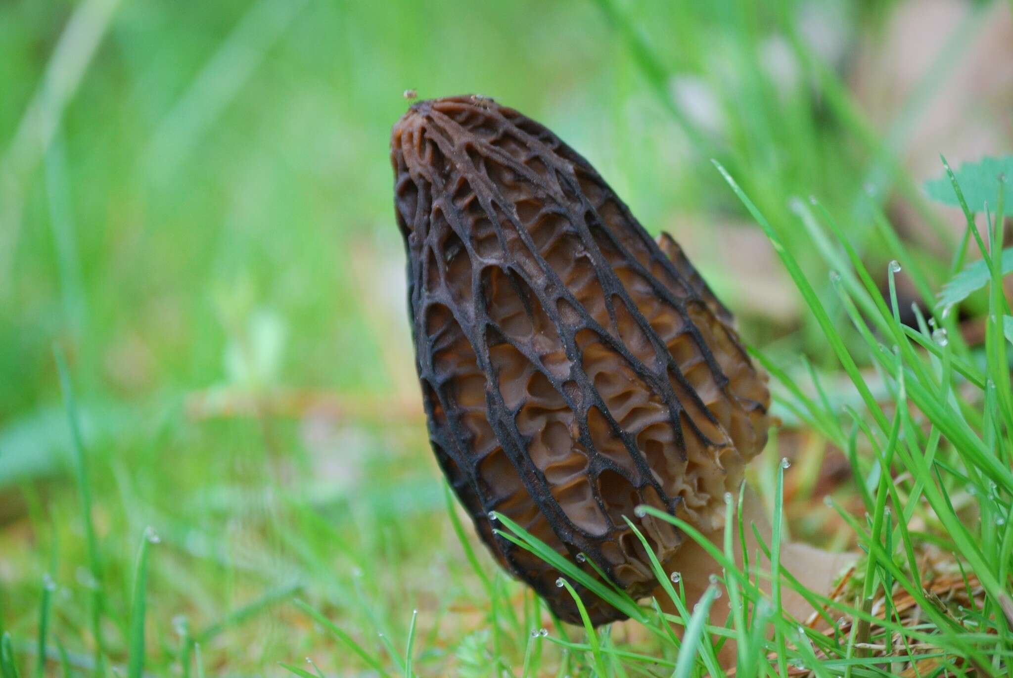 Imagem de Morchella angusticeps Peck 1887