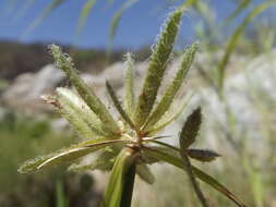 Image of flatsedge