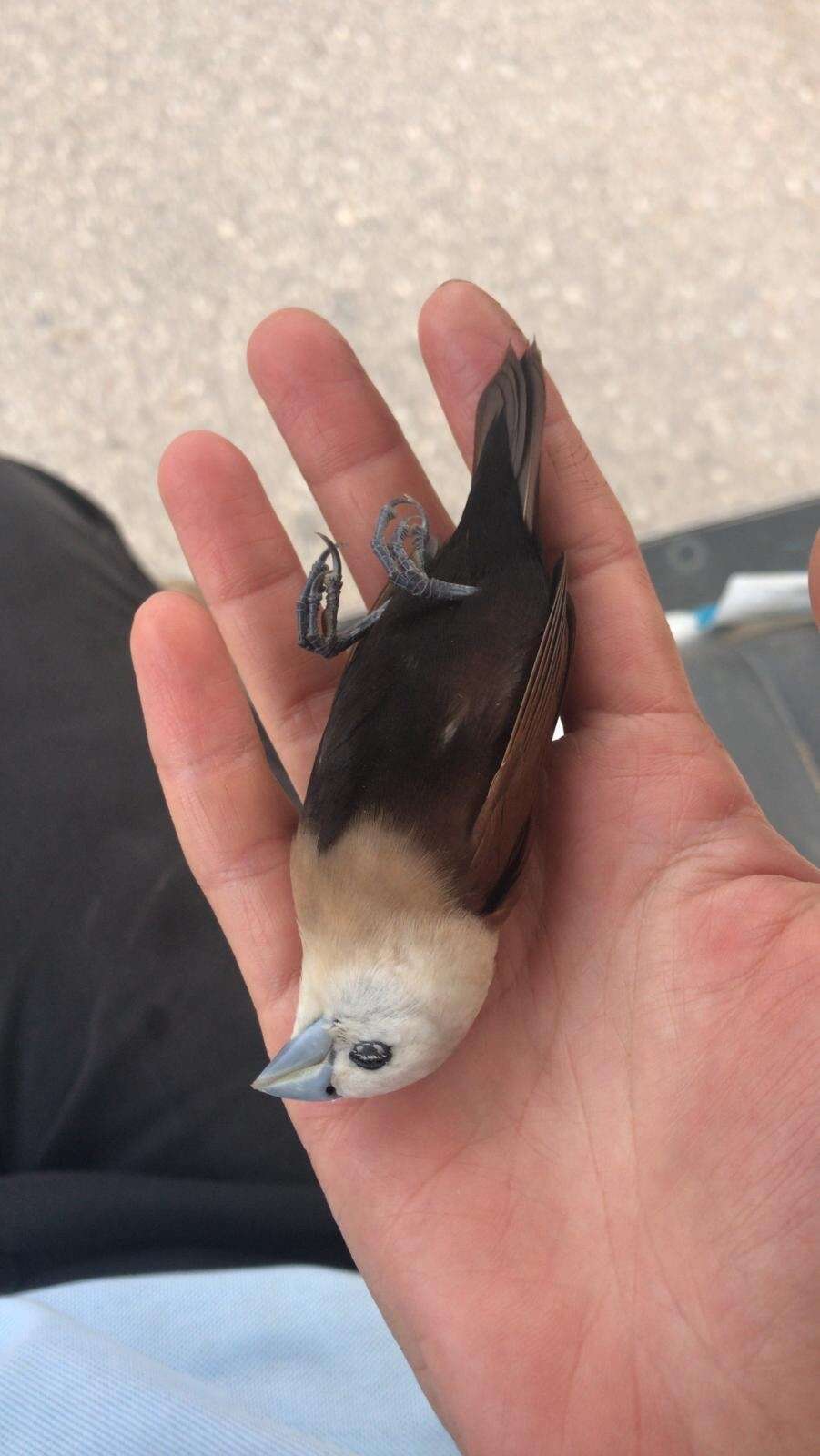 Image of White-headed Munia