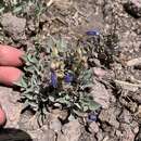 Image of low beardtongue