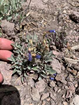 Image of low beardtongue