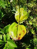 Image of Choriso Bog Orchid